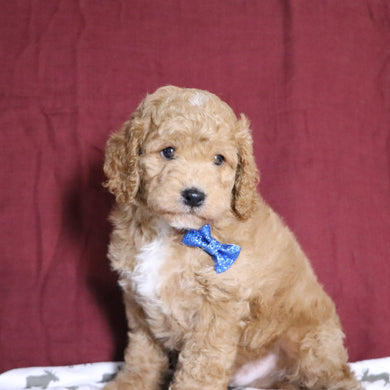 Scott - Available 12/31