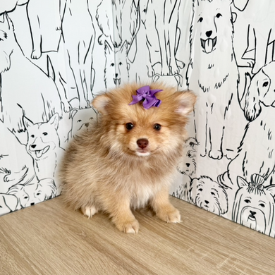 Hazel - Available Now