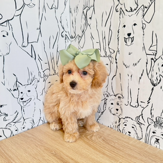 Hermione - Available Now