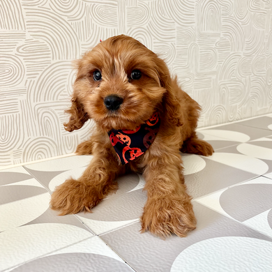 Hank - Available Now