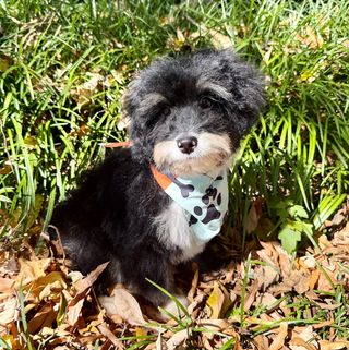 Oscar *PRE-TRAINED* - Available 11/9