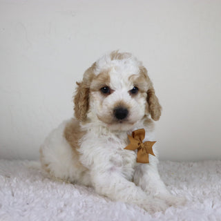 Sebastians - Available 10/29