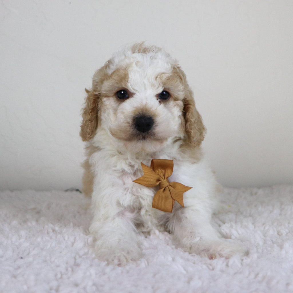 Sebastians - Available 10/29