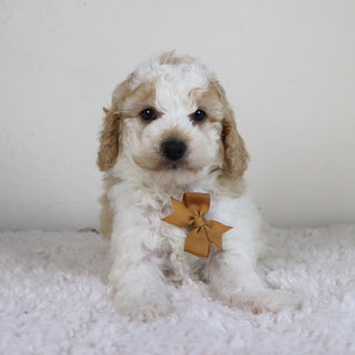 Sebastians - Available 10/29