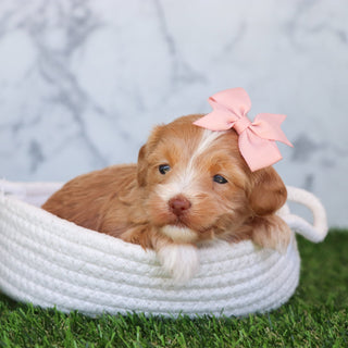 Selena - Available 6/4