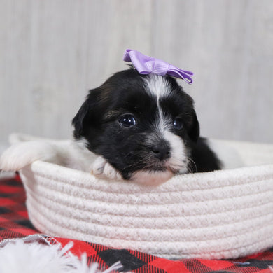 Selina - Available 12/31