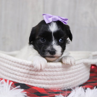 Selina - Available 12/31