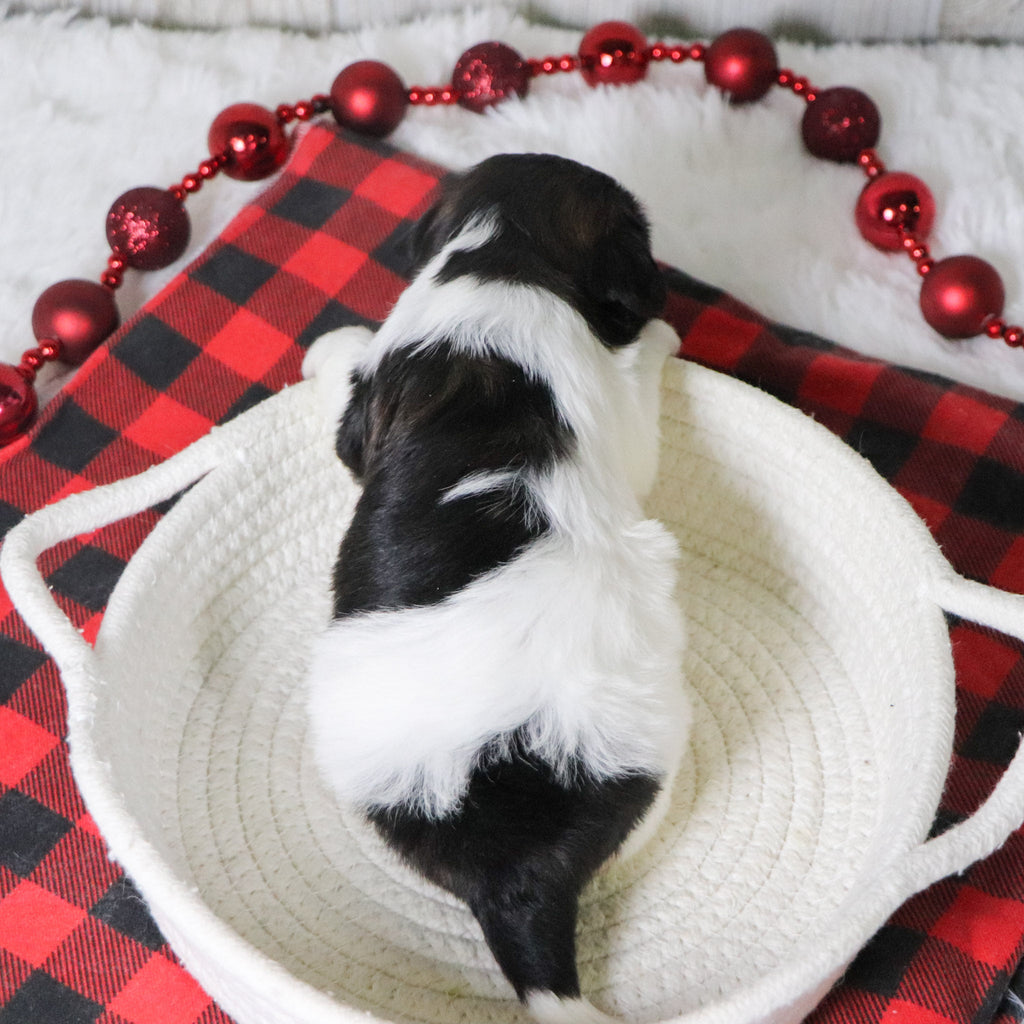 Selina - Available 12/31