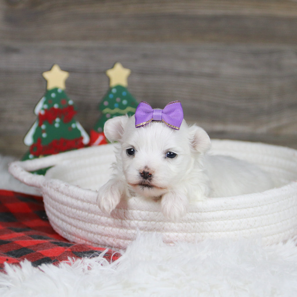 Sennet - Available 1/8