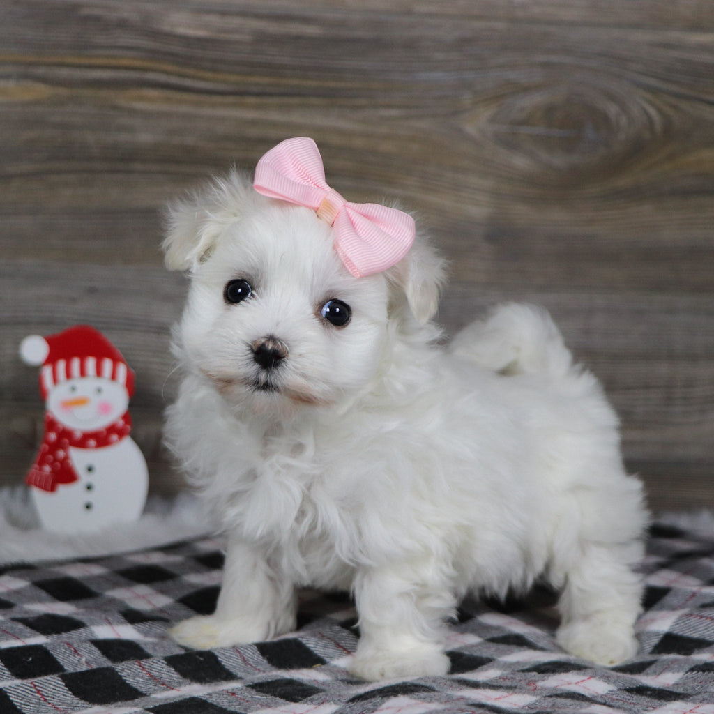 Sennet - Available 1/8