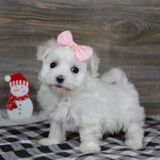 Sennet - Available 1/8