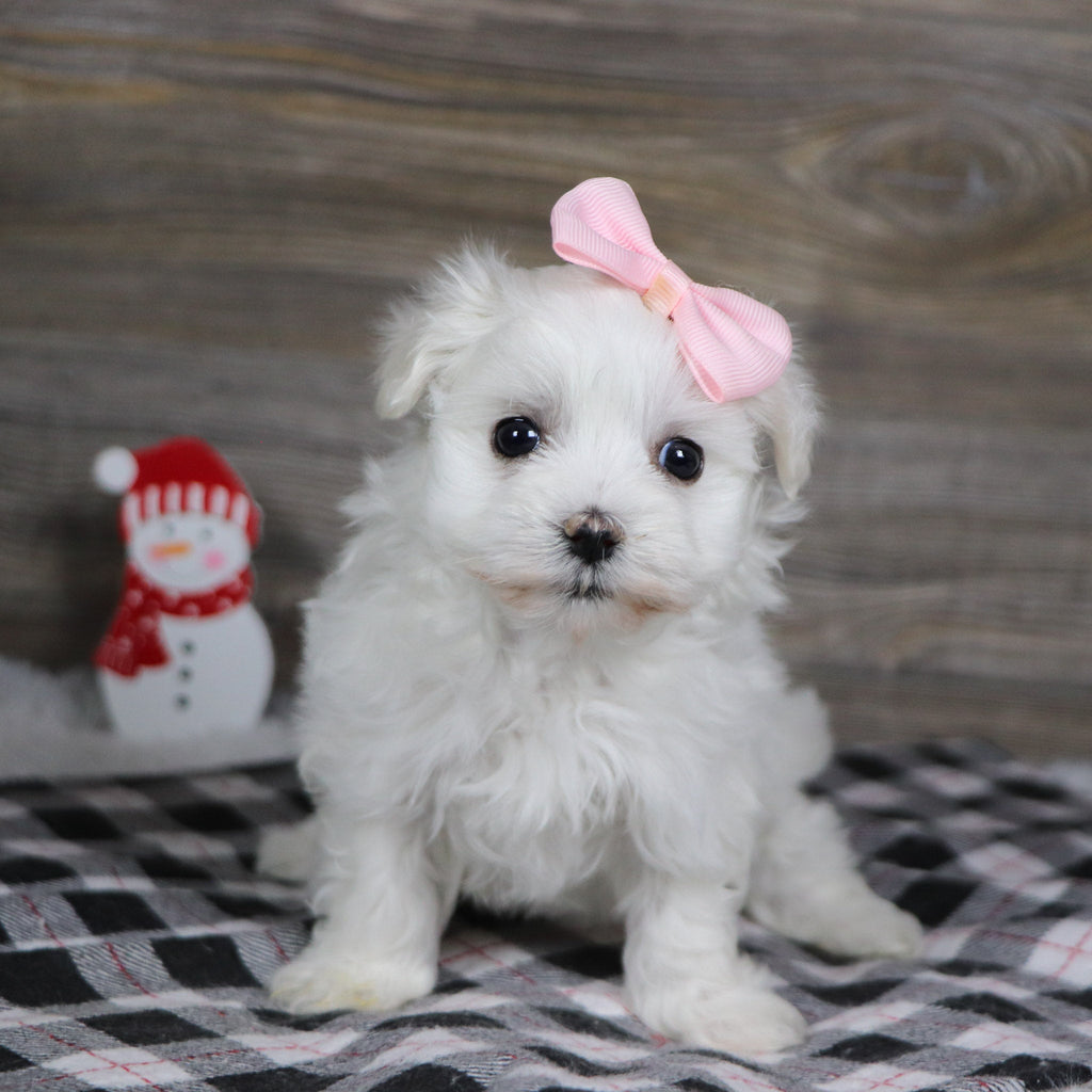 Sennet - Available 1/8