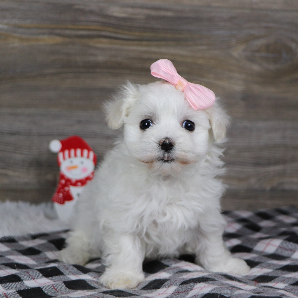 Sennet - Available 1/8