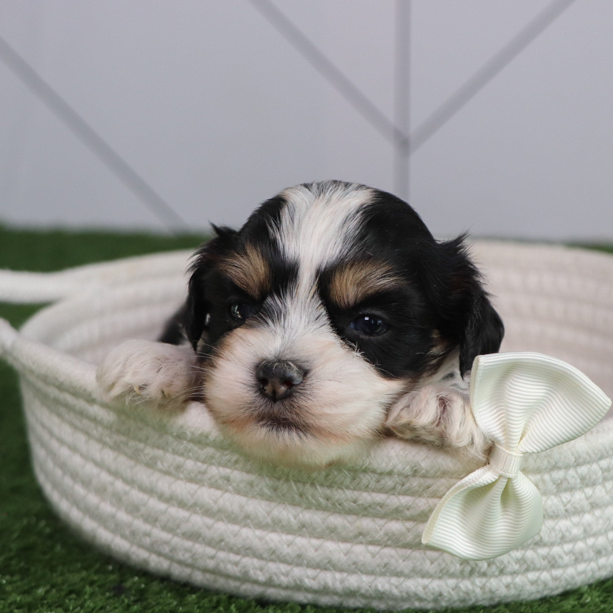 puppies in Raleigh