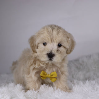 Shane - Available 11/26