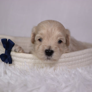 Shane - Available 11/26