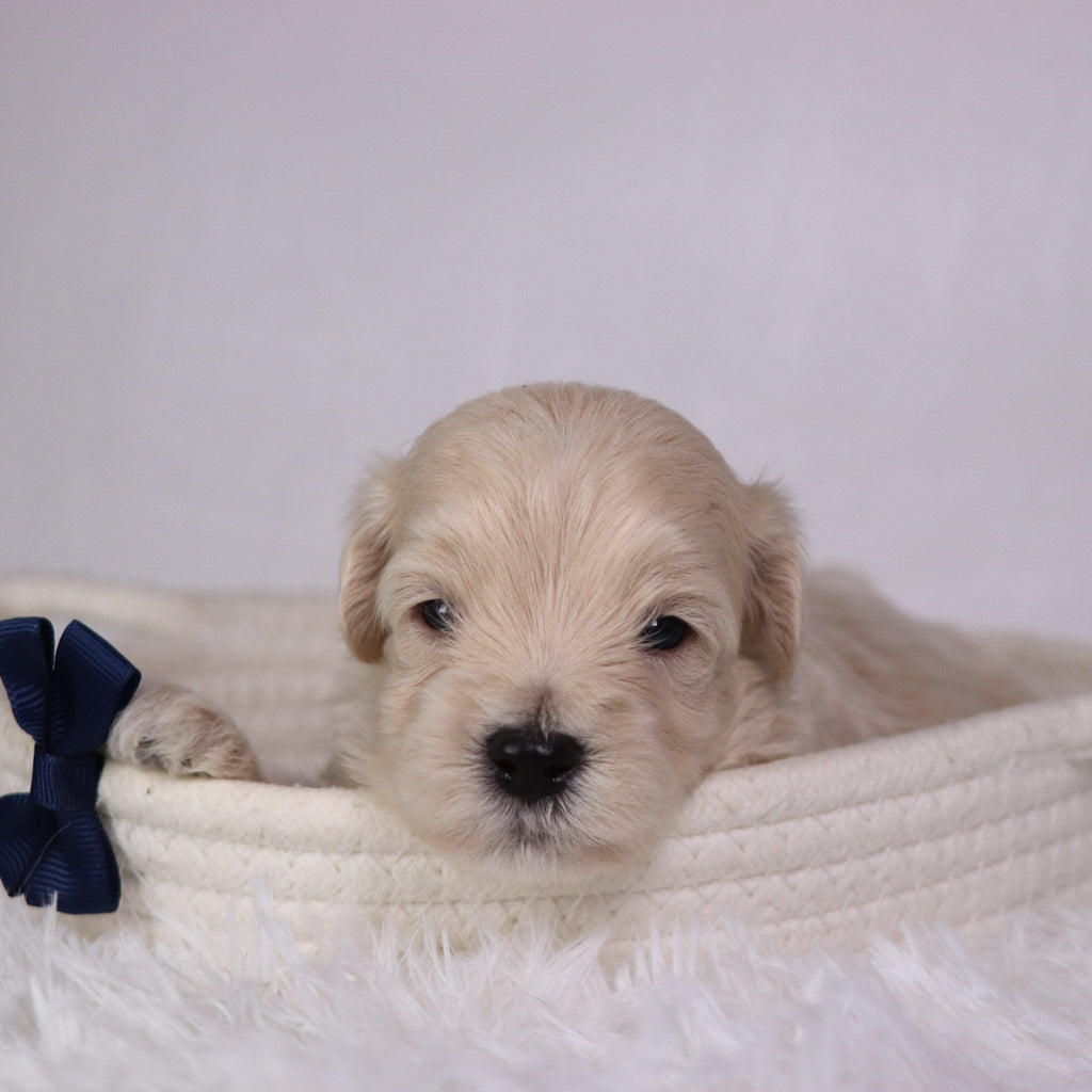 Shane - Available 11/26