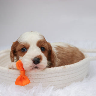 Shaw - available 11/19