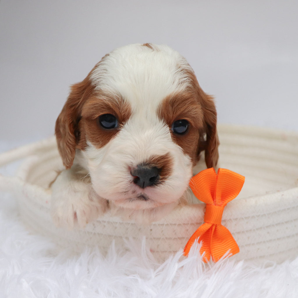 Shaw - Available Now