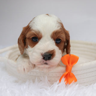 Shaw - Available Now