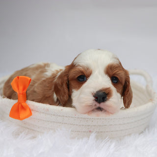 Shaw - Available Now