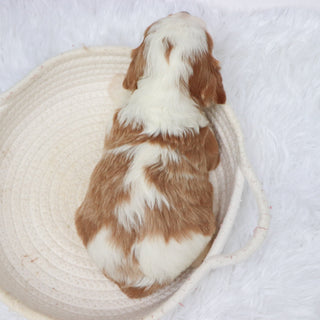 Shaw - Available Now