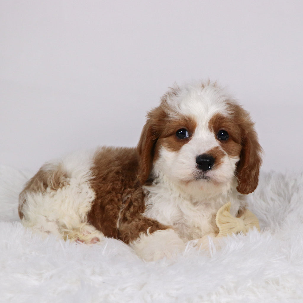 Shaw - Available Now