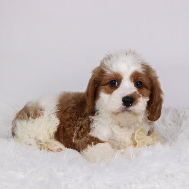 Shaw - available 11/19