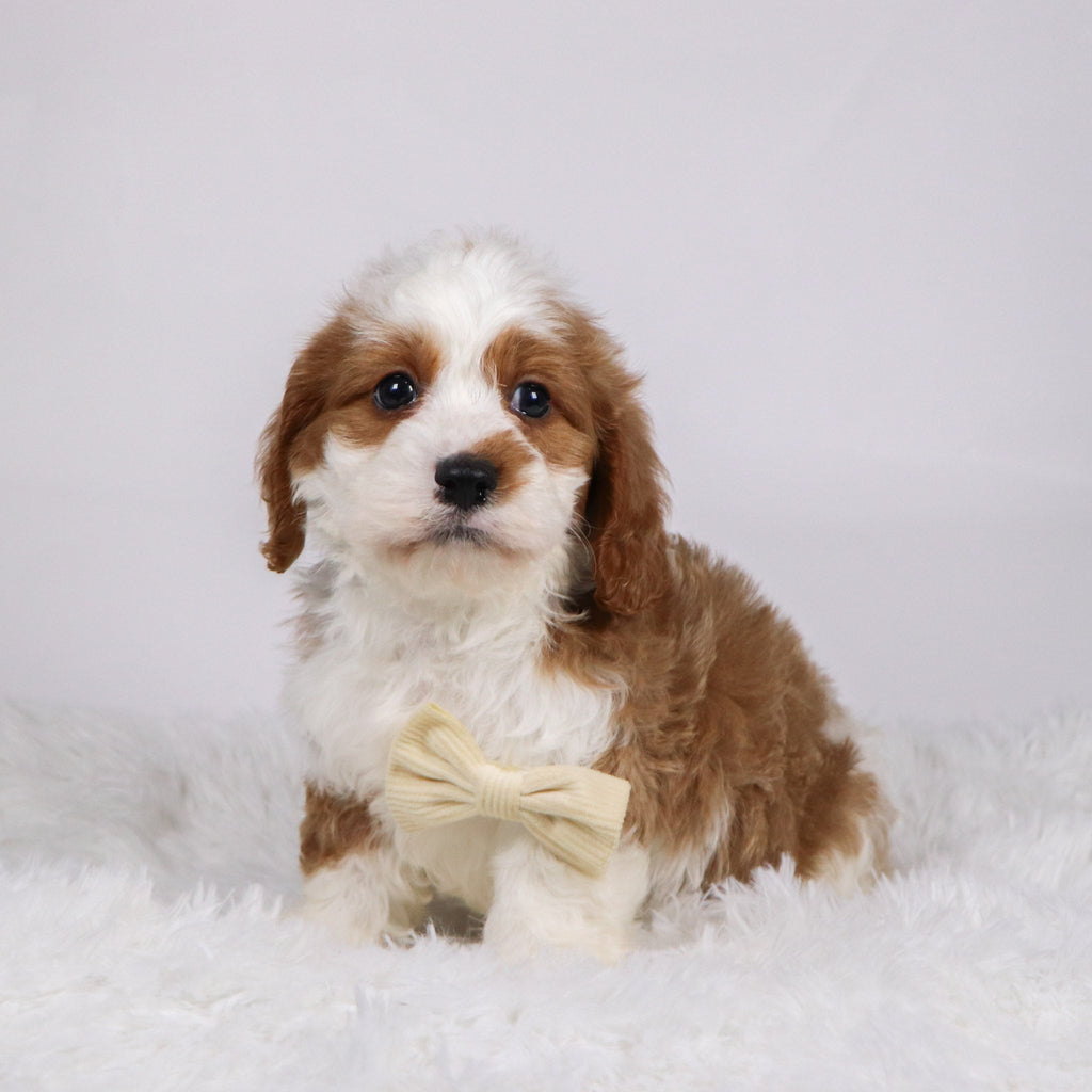 Shaw - Available Now