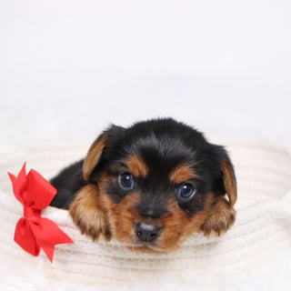 Shay - Available 12/17