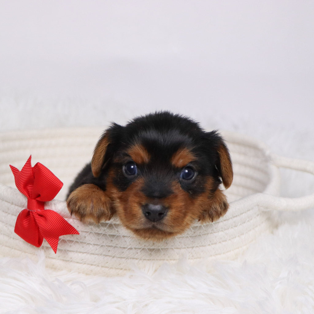 Shay - Available 12/17