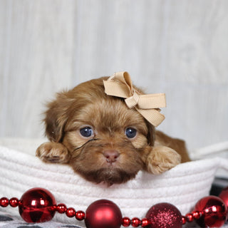 Sheba - Available 1/14