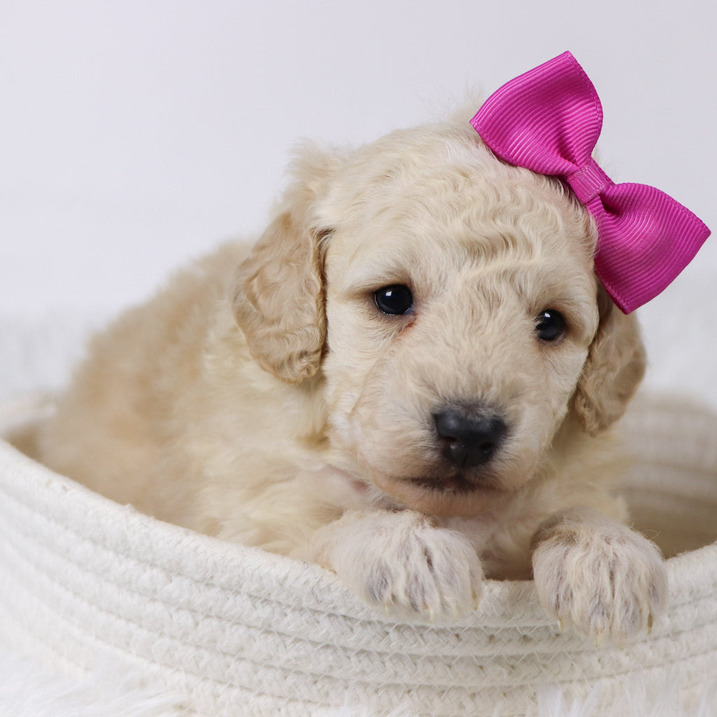 Sheila - Available Now