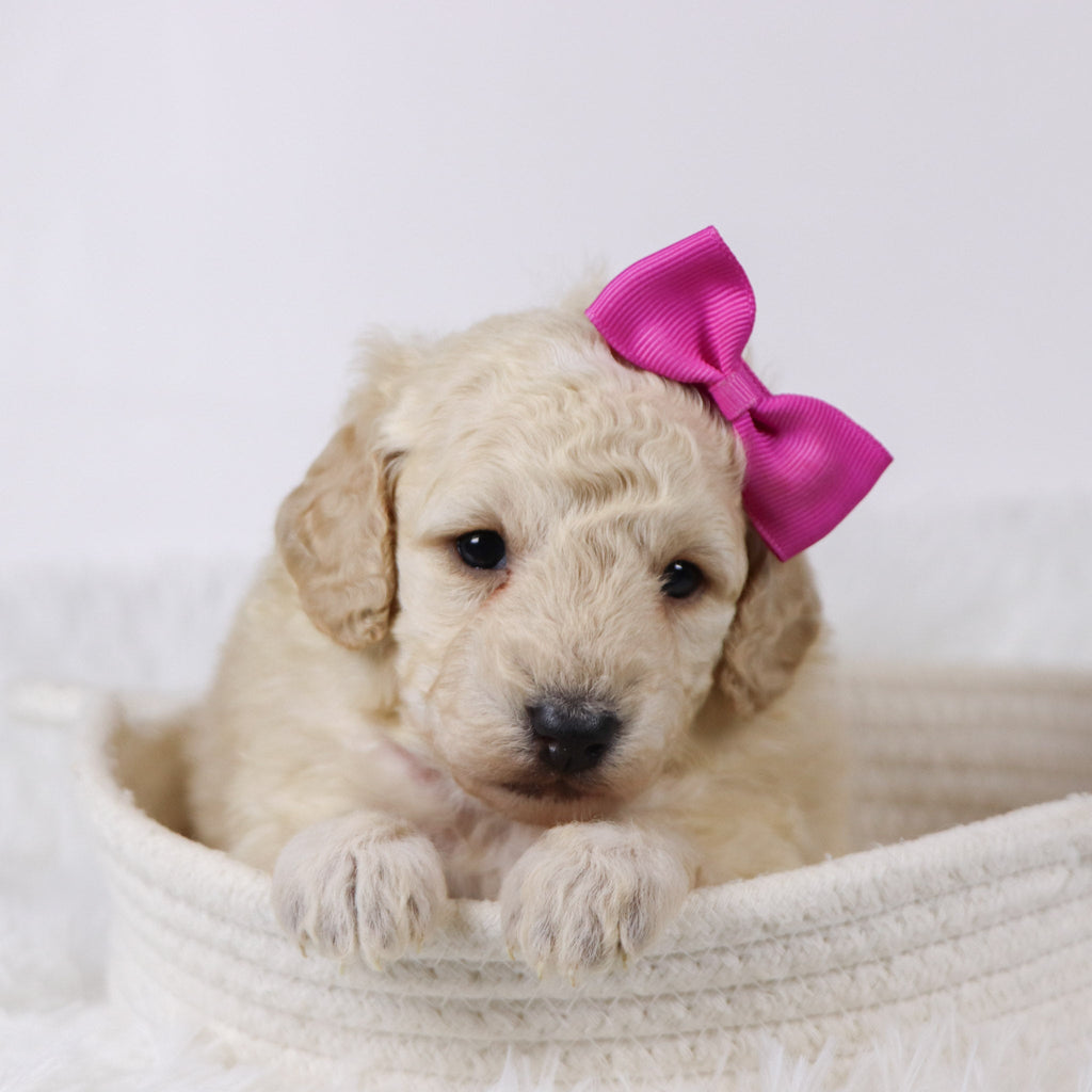 Sheila - Available 11/26