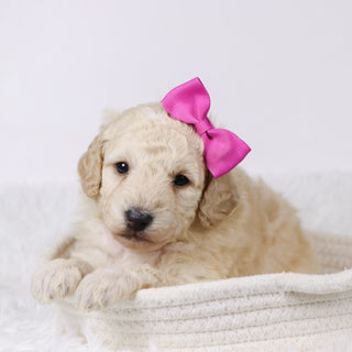 Sheila - Available 11/26