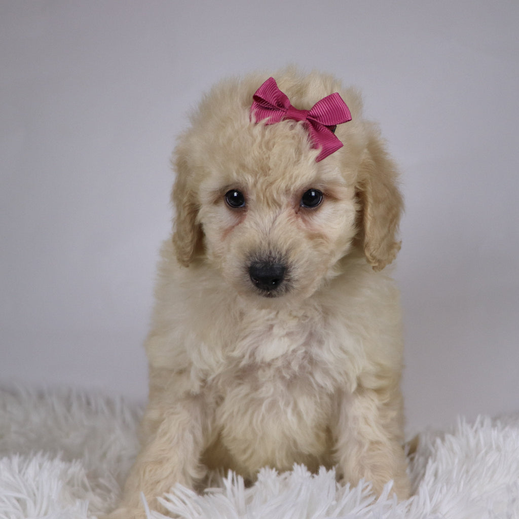 Sheila - Available Now