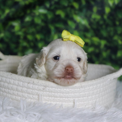 Shelley - Available 12/31