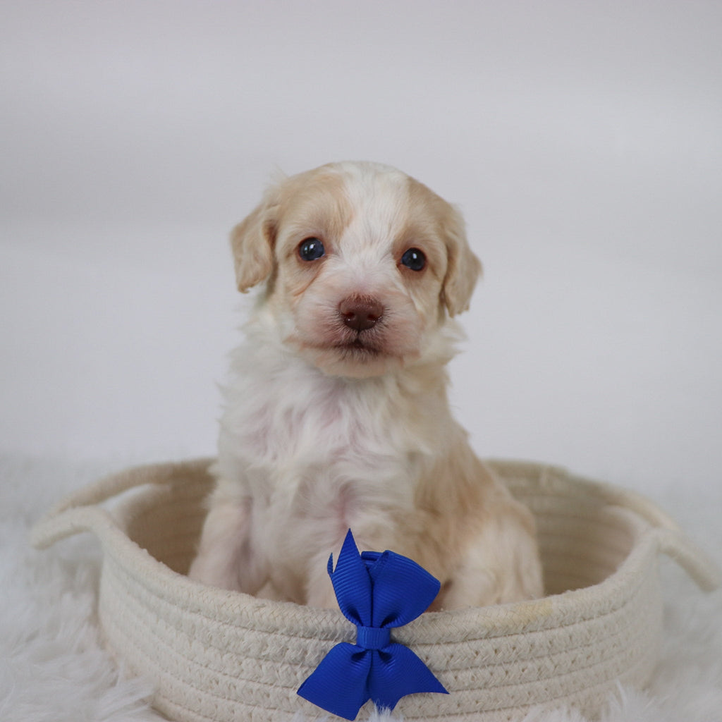 Shelton - Available Now