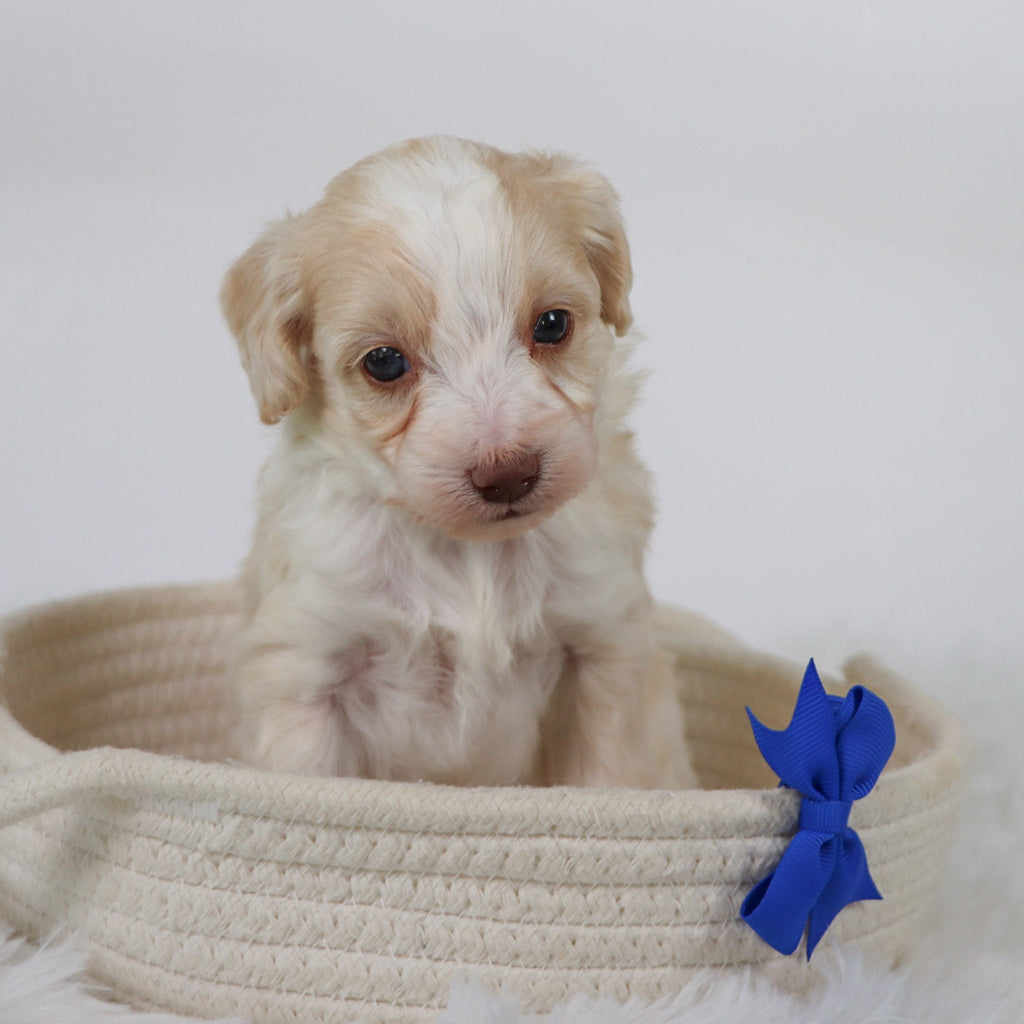 Shelton - Available Now