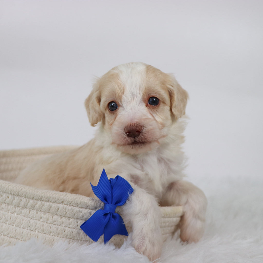 Shelton - Available Now