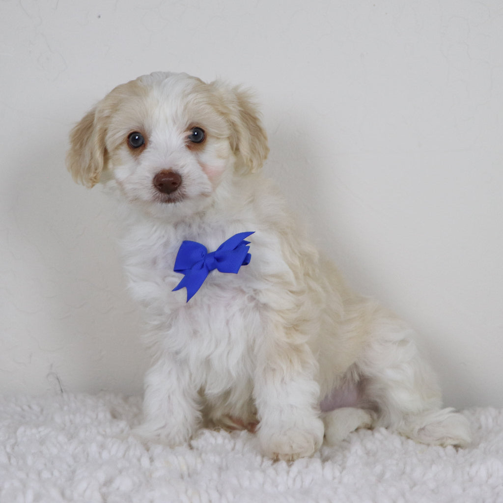 Shelton - Available Now