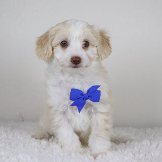 Shelton - Available 11/5