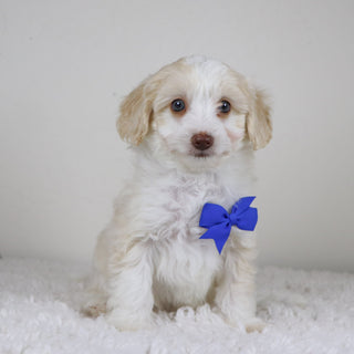 Shelton - Available Now