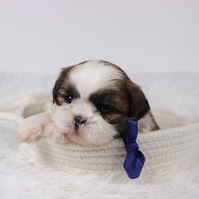 Sherlock - Available 11/25