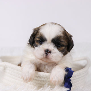 Sherlock - Available 11/26