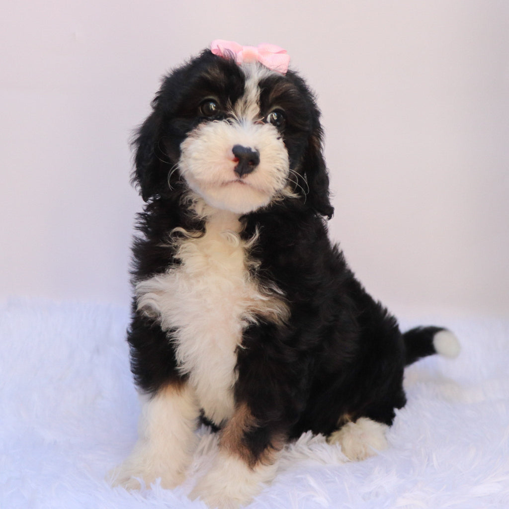 Sierra - Available 9/24
