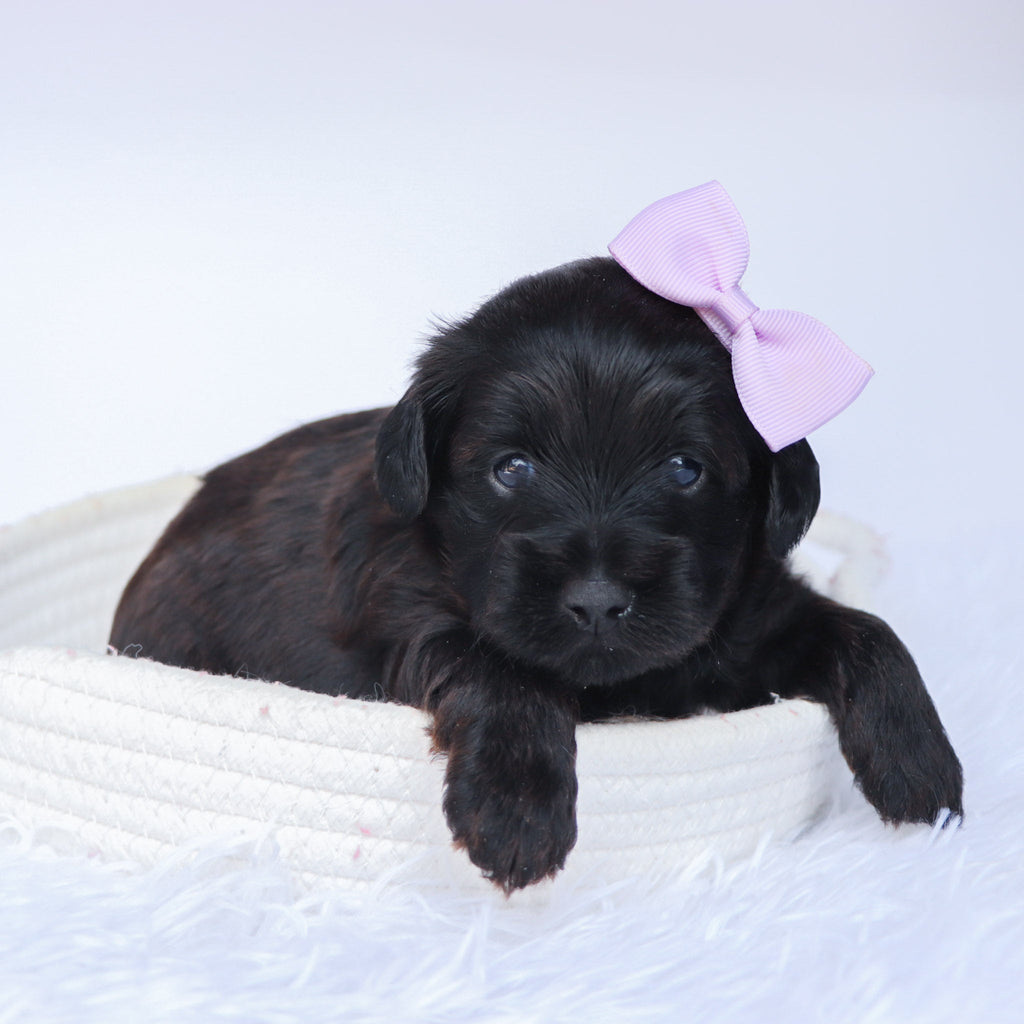 Sierra - Available 10/1