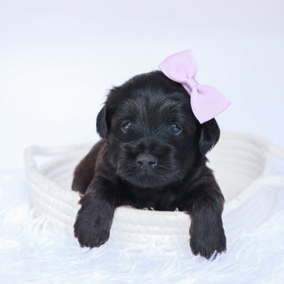 Sierra - Available 10/1