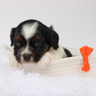 Simba - Available 9/3