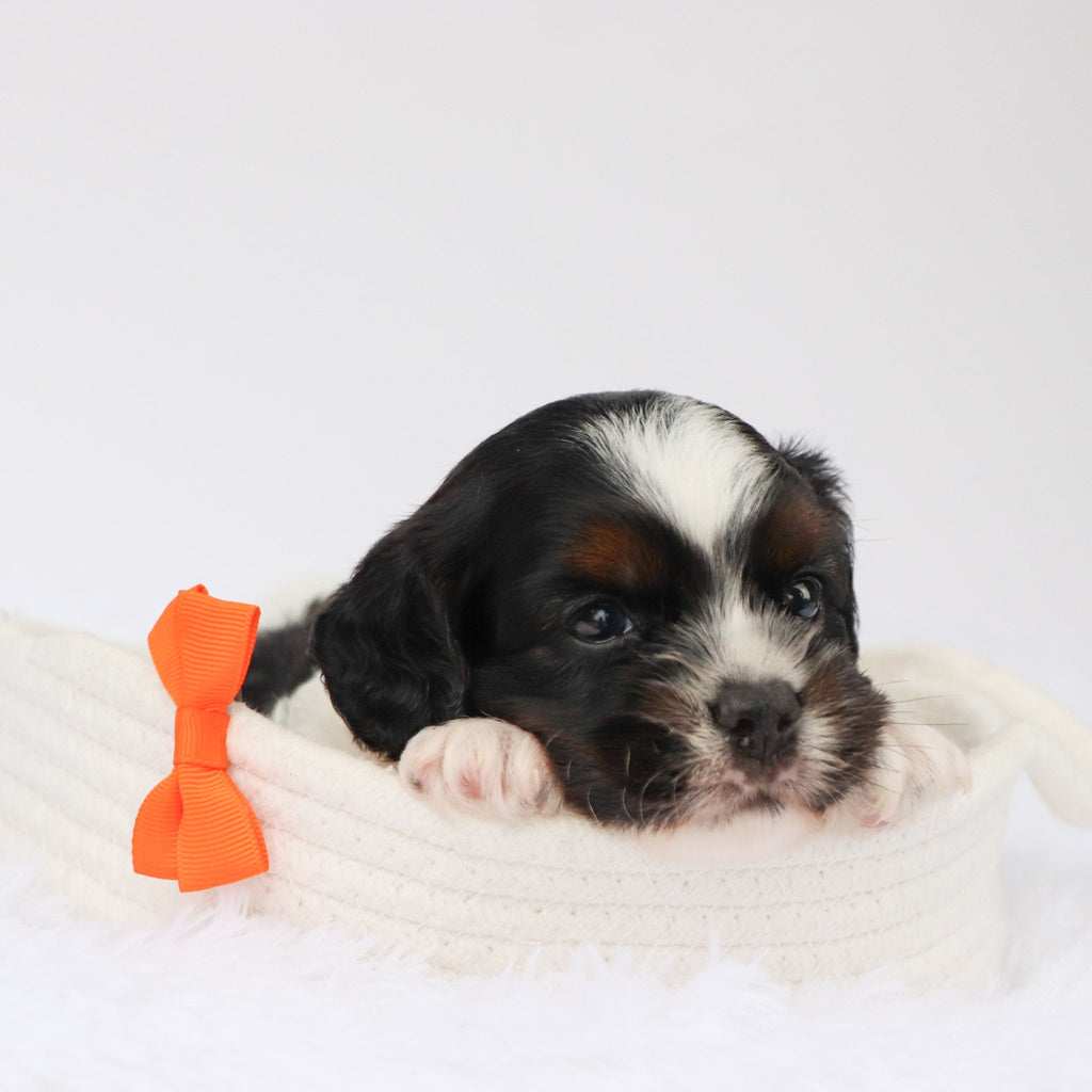 Simba - Available 9/3